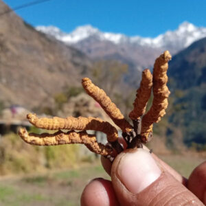 Cordyceps Sinensis / Keeda Jadi / Yarsagumba 10 Grams